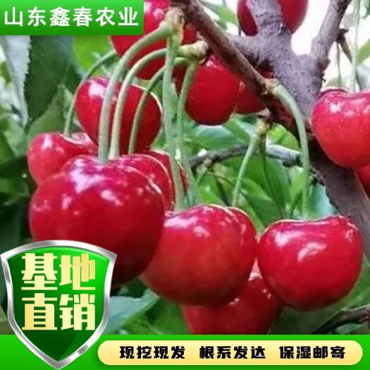樱桃苗  3公分吉塞拉矮化樱桃树美植袋裸根数量大美早布鲁克斯