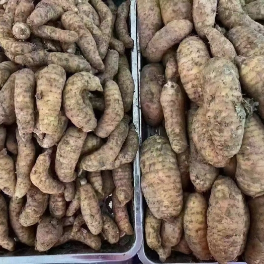 成都新鲜天麻大量上市 大中小号价格美丽