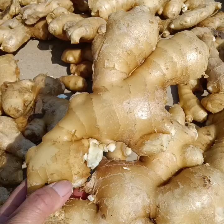 山东生姜批发大黄姜，小黄姜全国发货