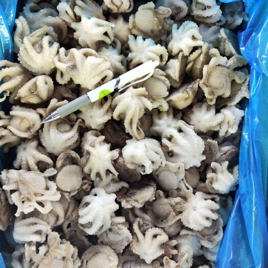 济南盐柔翻花八爪鱼