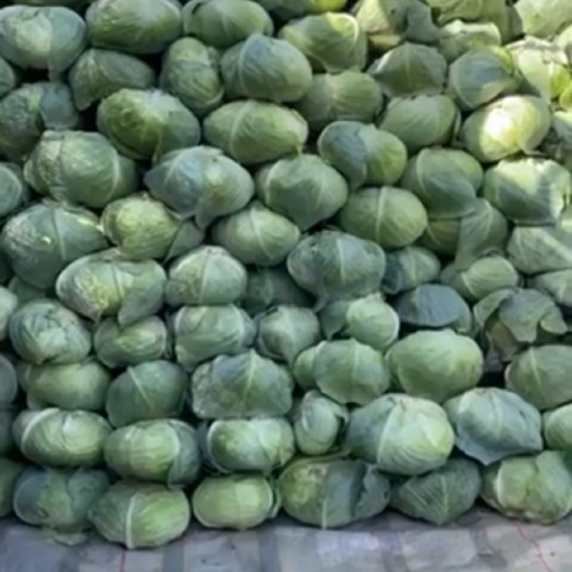 翁牛特旗甘蓝
