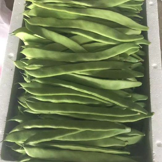 漳州扁豆