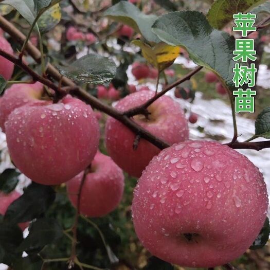 平邑县苹果树苗嫁接红富士冰糖心苹果苗新品种南方种植庭院阳台耐寒