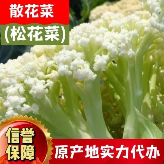 枝江市白花菜松花菜散花菜，湖北花菜面白青梗 口感清脆
