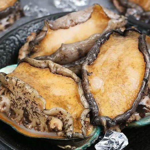 冷冻鲍鱼海鲜特大号新鲜海捕特大鲍鱼冷冻佛跳墙材料非鲍鱼干