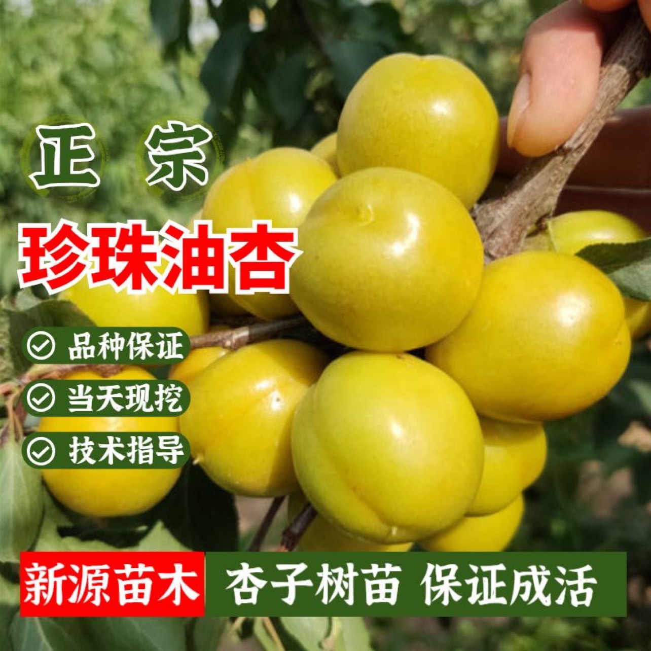 蒙阴县珍珠油杏树苗产量高易管理包成活包结果支持技术指导货到付款