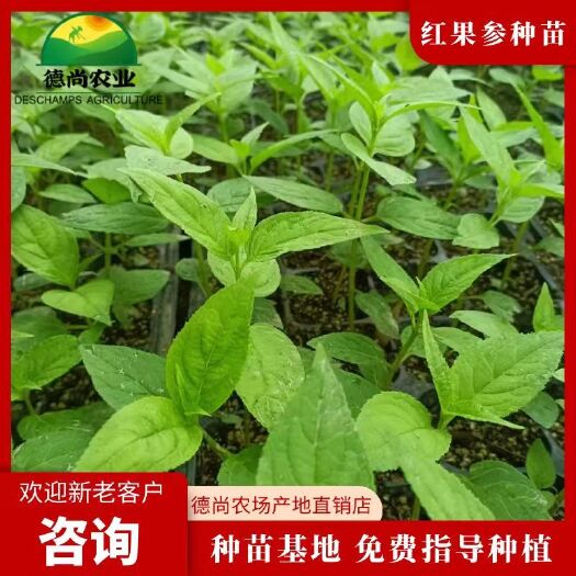 蜘蛛果种苗，欢迎参观考察，咨询洽谈。
