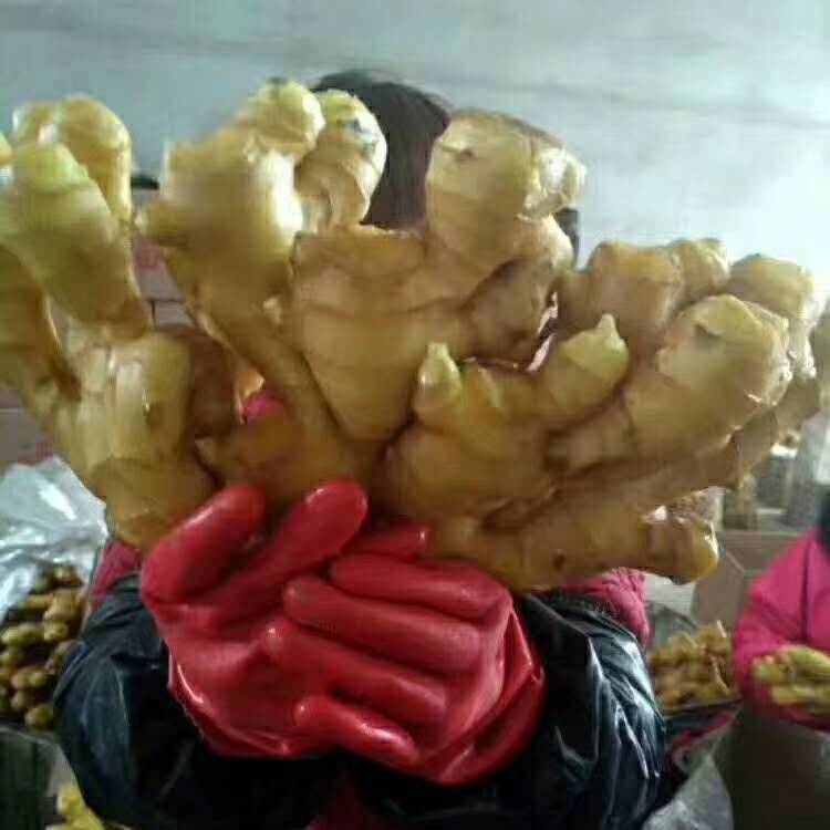 山东生姜批发大黄姜，小黄姜全国发货