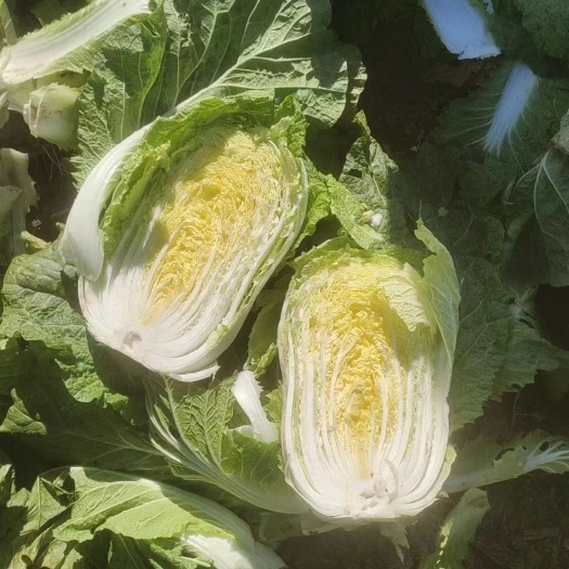 砀山大白菜大量上市