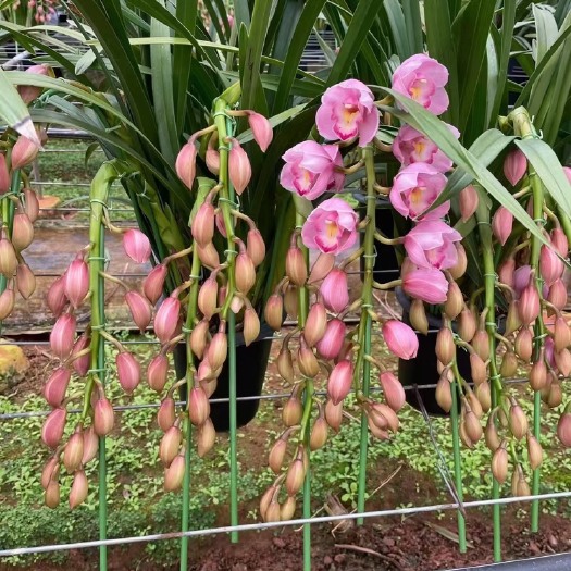 嵩明县兰花，大花卉兰基地直发