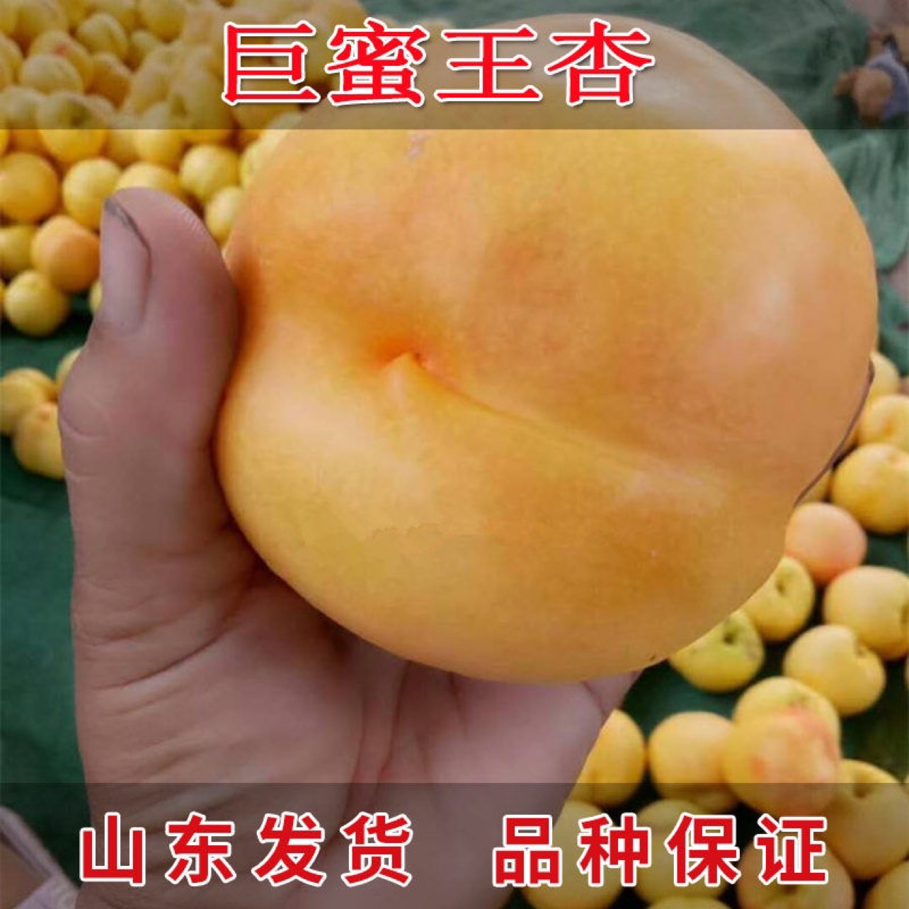蒙阴县巨蜜王杏树苗个大高产易管理包成活包结果支持技术指导