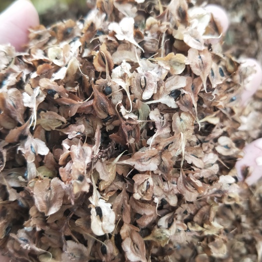 九江虎杖种子，当年种子新货，新鲜饱满，出芽率高