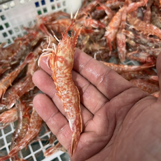 诏安县活鲜速冻樱花虾