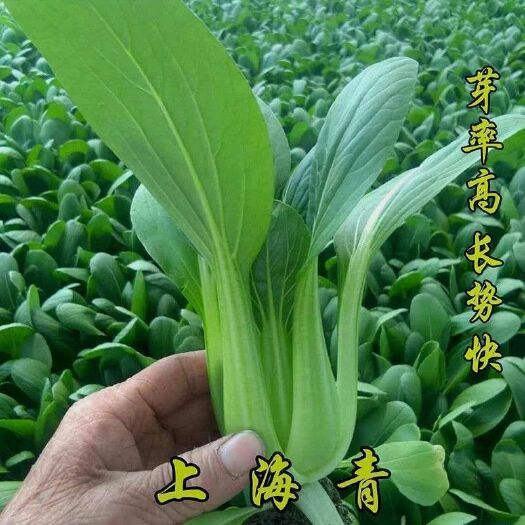 批发上海青种子蔬菜种籽小白菜四季种孑易种基地盆栽都可以