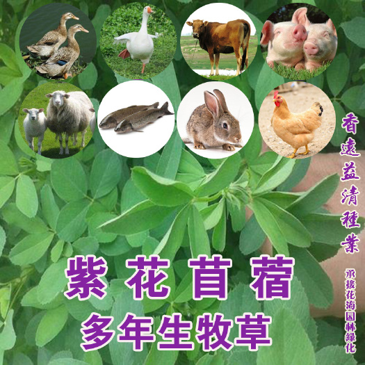 苜蓿草  紫花苜蓿新种子多年生牧草好种好活提供资料技术支持包