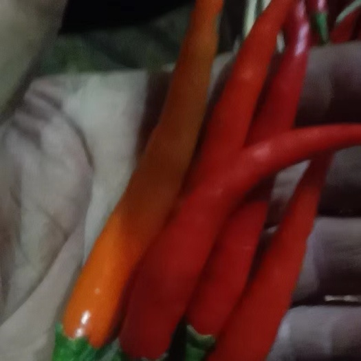 巫溪重庆小米辣朝天椒