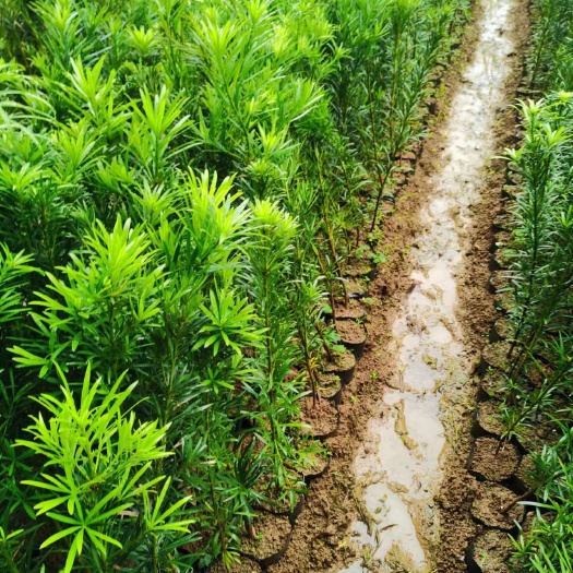 荔浦市罗汉松杯苗，规格60-1.2米高，欢迎客户联系，下单