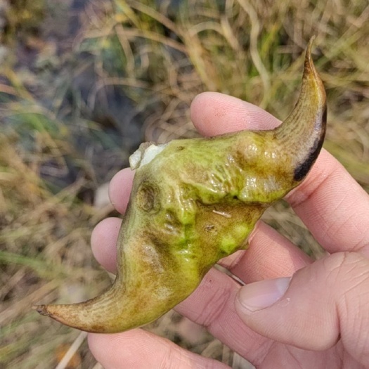 霍邱县新鲜老菱角