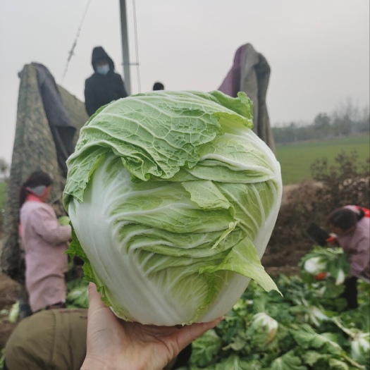 成武县大量出售圆颗白菜