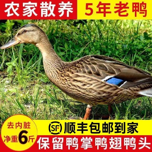 长沙五年老鸭子正宗农家散养土鸭蛋鸭整只白条鸭肉水鸭新鲜活鸭现杀