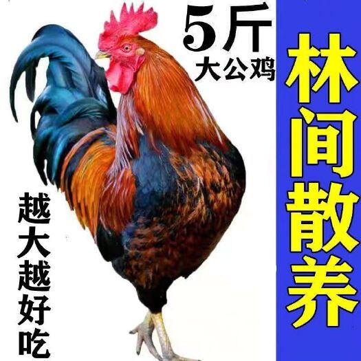 【两年老公鸡】散养大公鸡散养土鸡现杀新鲜鸡肉柴鸡走地鸡