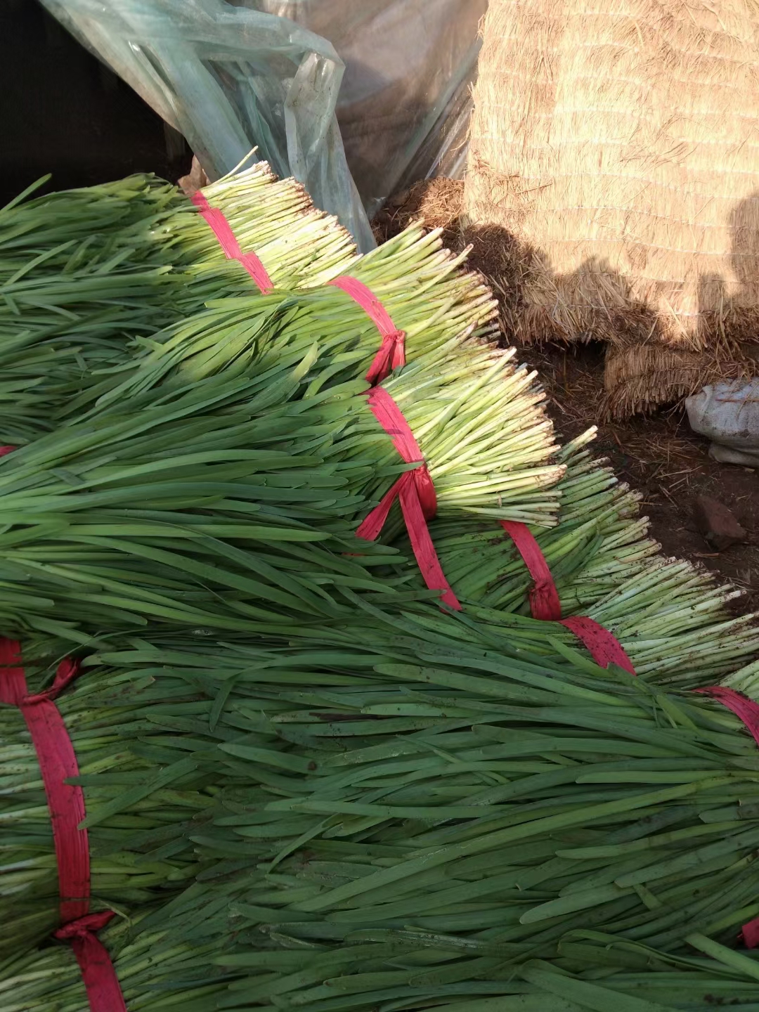 河北省唐山市乐亭棚韭菜大量上市