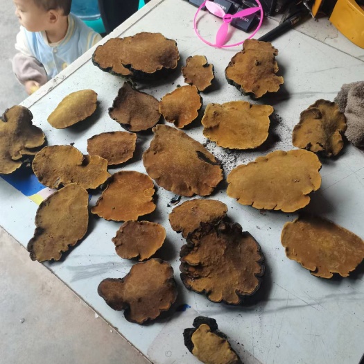 松潘县岩桑黄大量出售