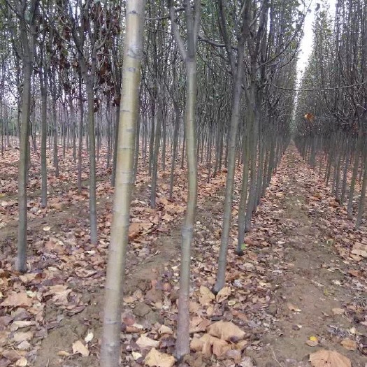 绛县苹果树