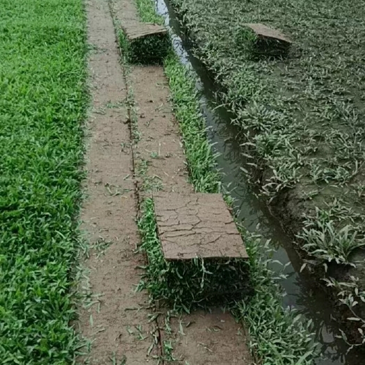 佛山草皮，大叶油草，草卷