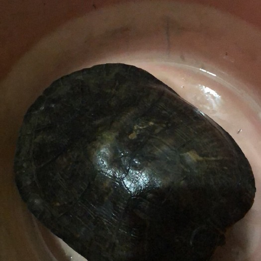 高州市田捉到一只，4斤左右，有意私聊