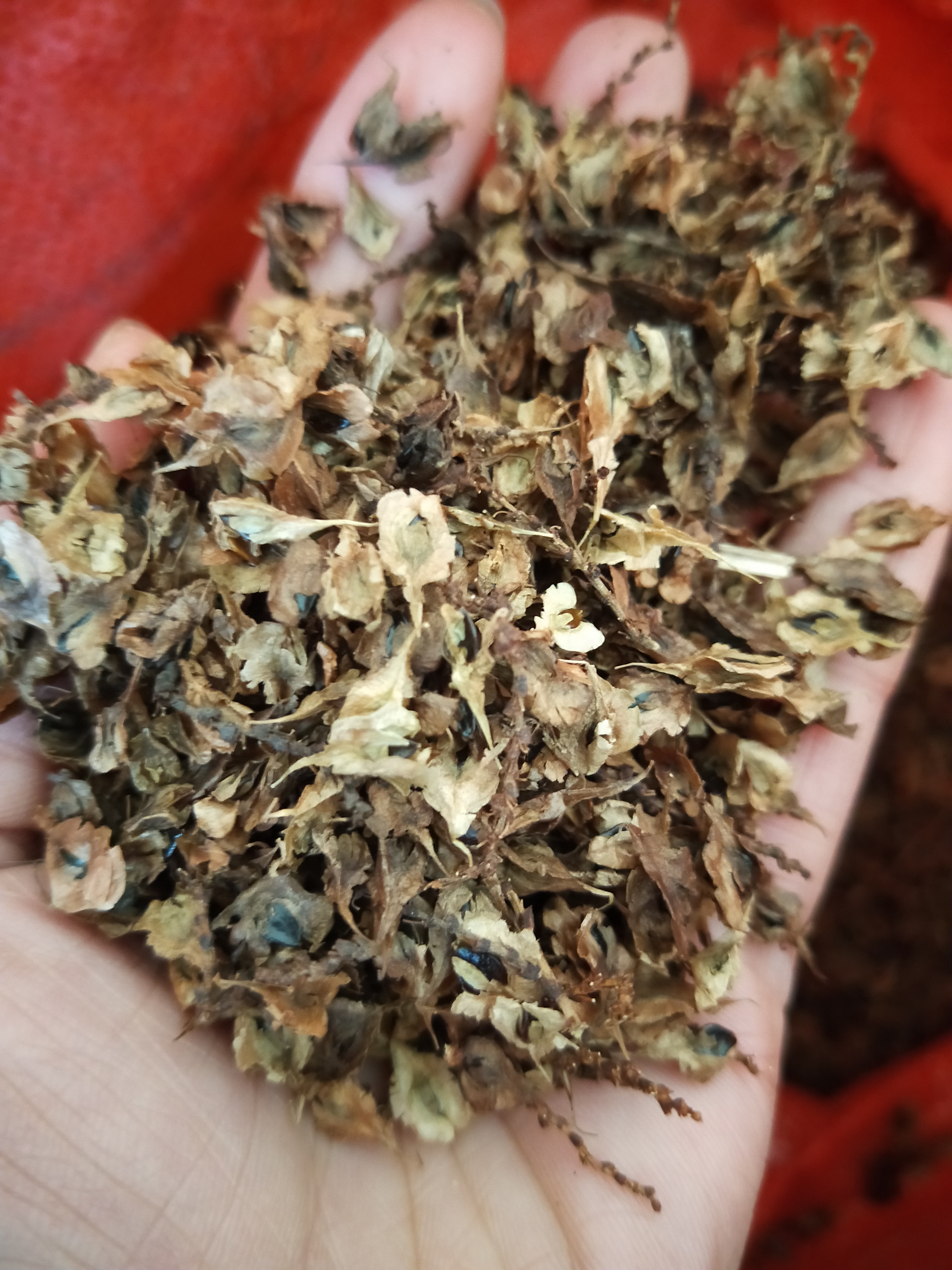 虎杖种子，当年种子新货，新鲜饱满，出芽率高