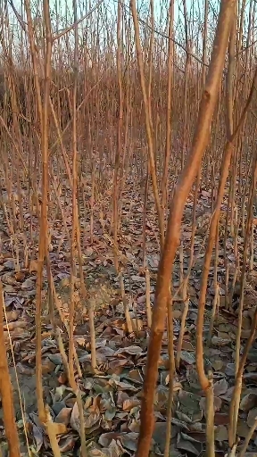 富平县正宗富平尖柿树苗