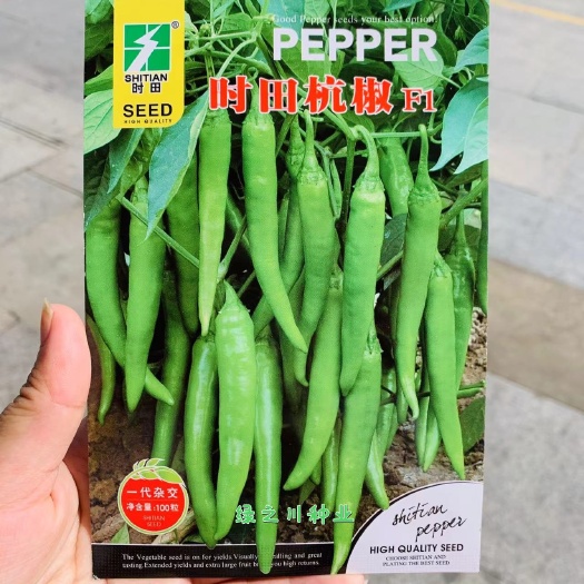 沭阳县时田杭椒种子 早熟羊角形辣椒种子微辣 果面略皱淡绿色辣脆可口
