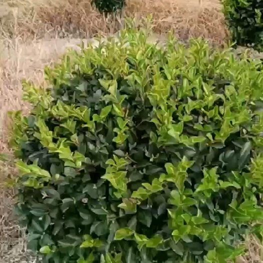 新沂市茶梅球八十冠幅