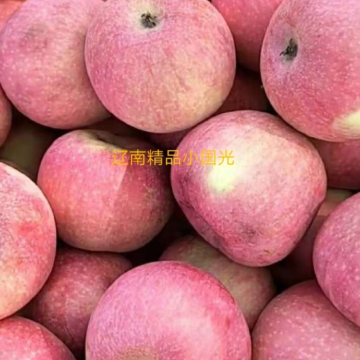 辽南精品小国光，大量上市