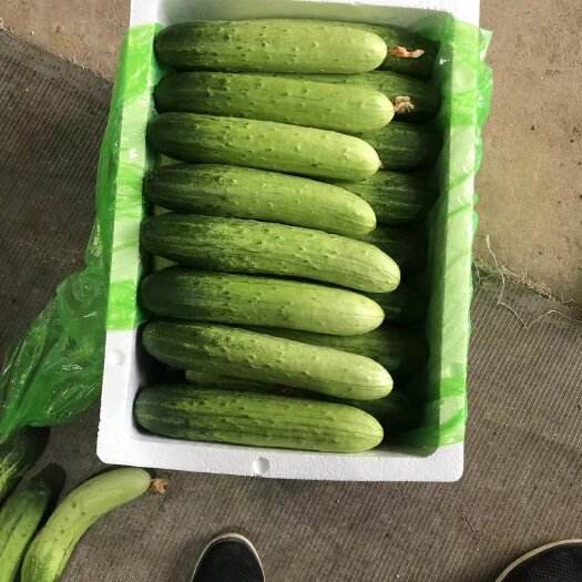 漳州旱瓜