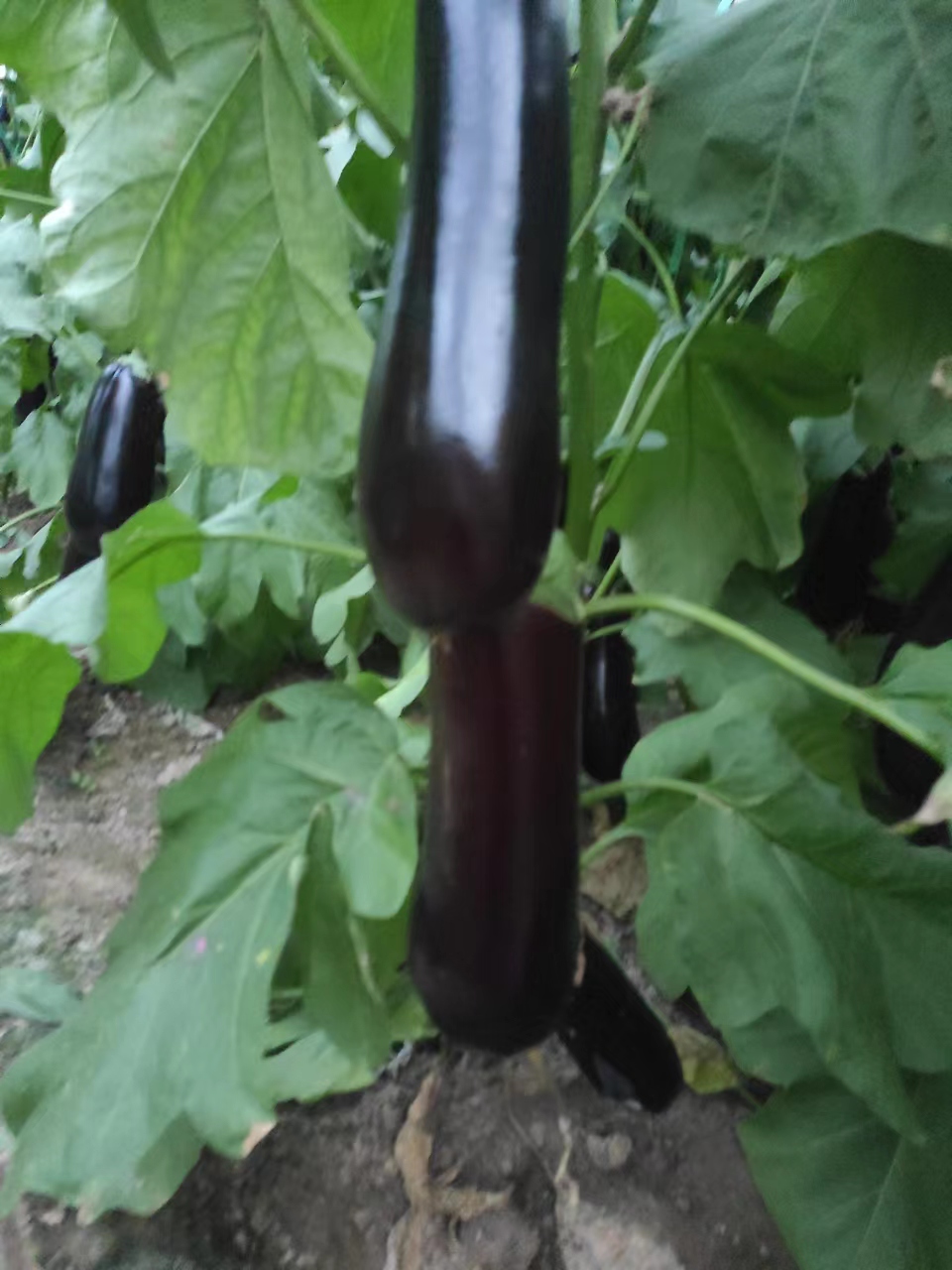 夏邑县夏邑县万亩大棚精品黑茄王，质量保证，产地一手货源，大量上市