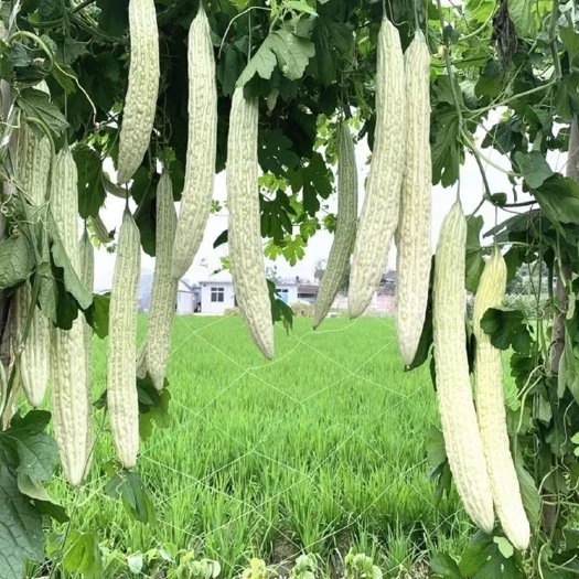 原装四季播绿青皮苦瓜种子阳台有机蔬菜高产庭院早熟耐热抗旱种籽