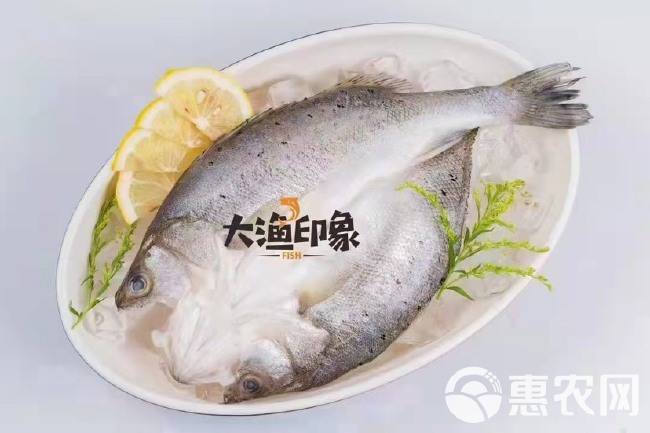 海鲈鱼