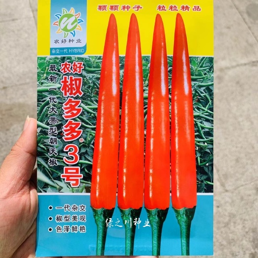 沭阳县椒多多3号大果型朝天椒种子早熟椒硬饱满颜色好 泰国辣椒
