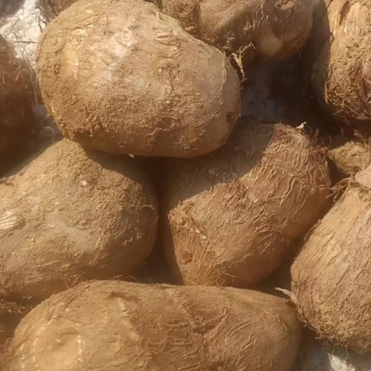 日照毛芋头，马上起，有需要联系我，就这两天
