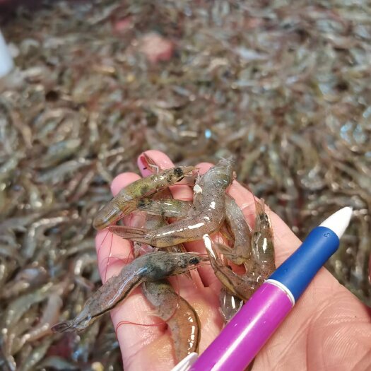 南宁小海虾