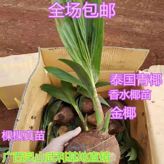 灵山县果树苗椰子苗
