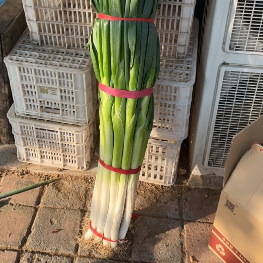 济南章丘大葱葱王所在地绣惠王金高白特产送礼佳品礼盒