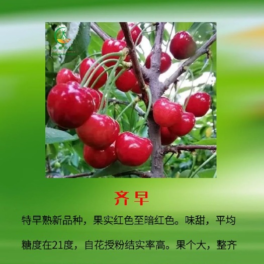 泰安基地批发吉塞拉矮化车厘子甜樱桃苗抗寒大樱桃苗保湿邮寄成活率高