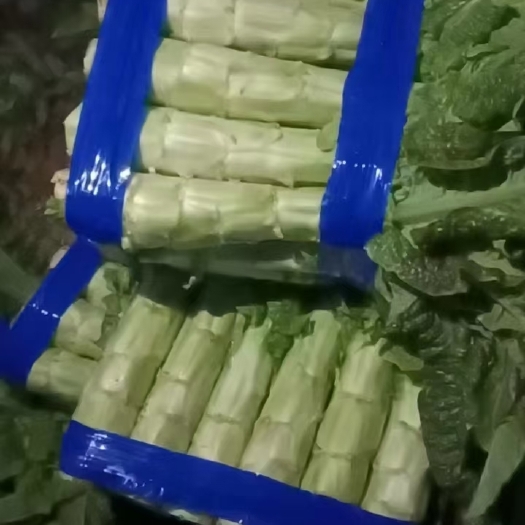 郯城县红叶莴笋