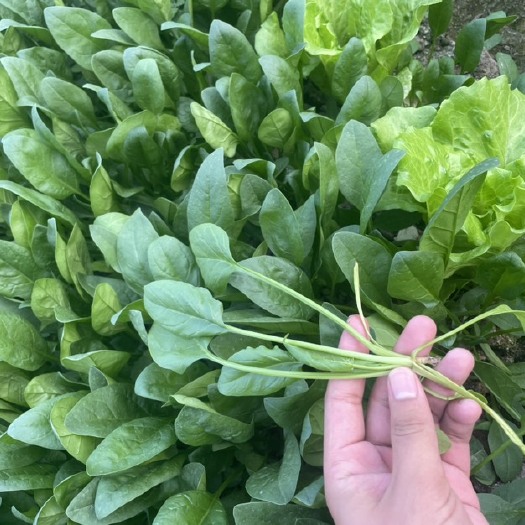 本地精品菠菜，质量保证价格便宜，货源充足