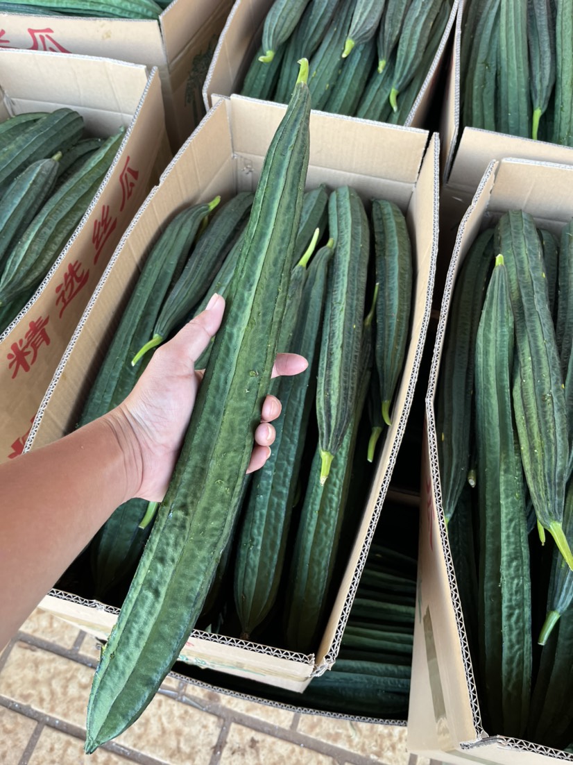 新苗广东丝瓜长丝瓜棱丝瓜蛇瓜大量供应