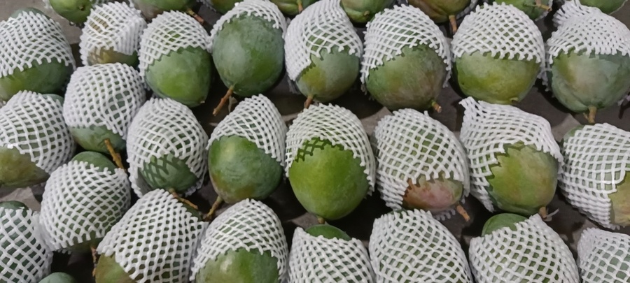 太原精品凯特芒大果