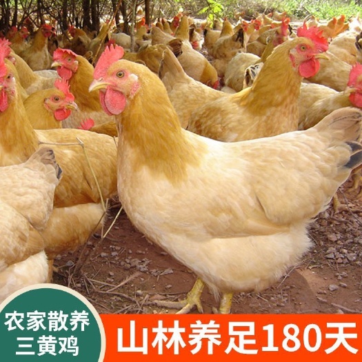 博罗县花果山散养土鸡麻鸡三黄鸡走地鸡生态饲养3-5斤成熟鸡品质保
